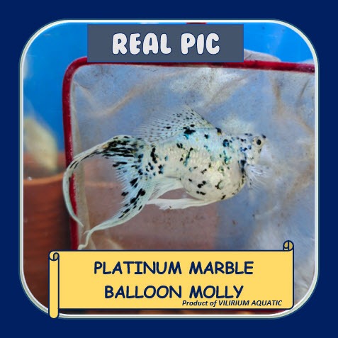 IKAN HIAS AIR TAWAR - MOLLY PLATINUM MARBLE (IKAN AQUASCAPE) MOLLY LYRETAIL