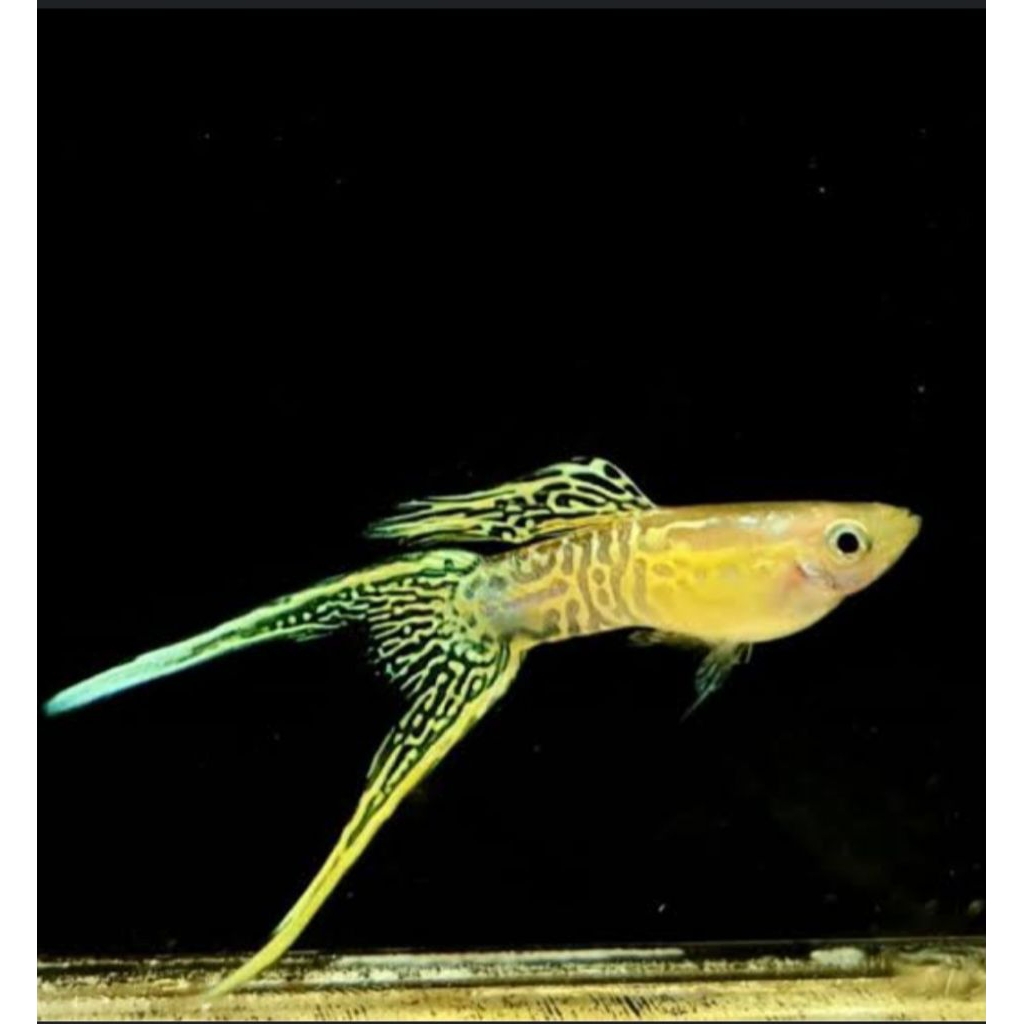 yellow lace guppy ( J 10pcs)