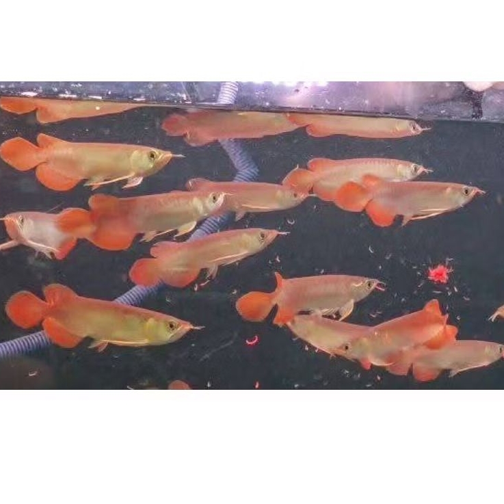 Arwana Super Red Chili ( Bahanan )