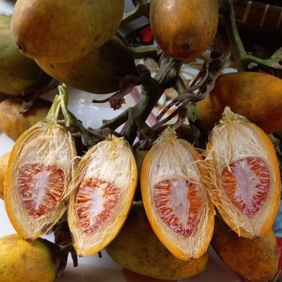Buah pinang tua. buah pinang masak 1kg