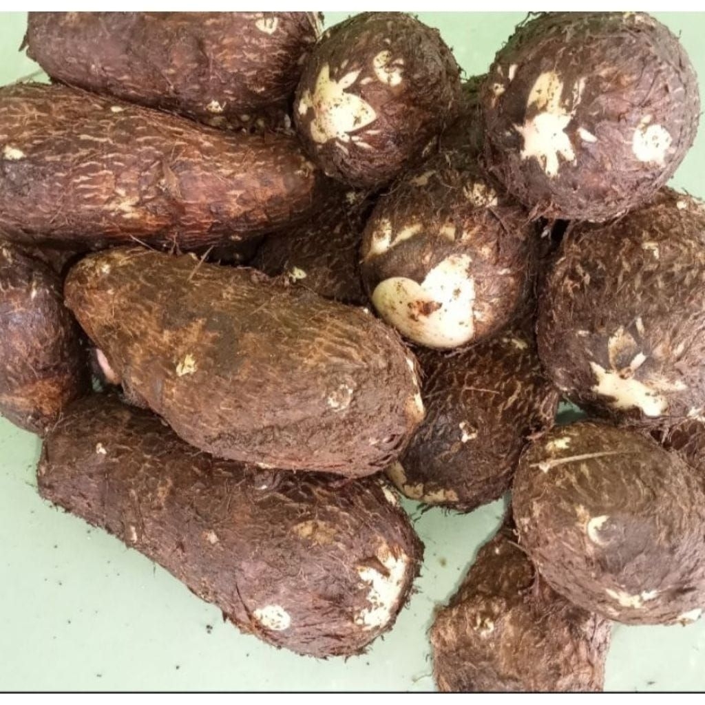 Ubi Talas entek  mbote segar 1 kg