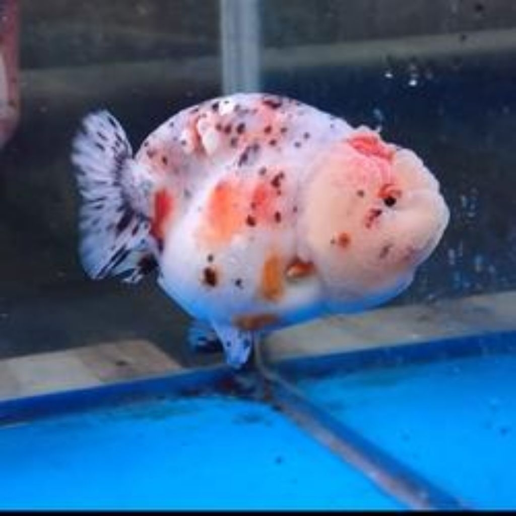 ikan hias koki rancu sapi tricolour size jumbo xxl