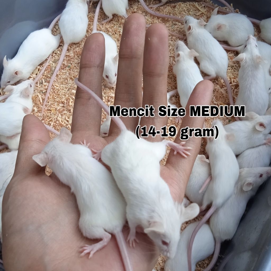 Tikus Putih Mencit Medium