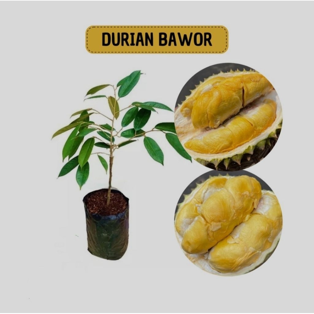 bibit durian bawor okulasi,bibit durian bawor super jumbo,bibit durian bawor