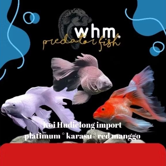 Koi Hudielong Import china GRED A 7-9 cm (mainan ikan)