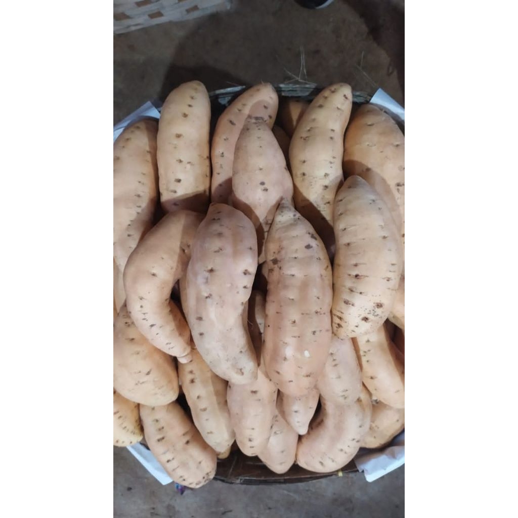 UBI MADU CILEMBU MENTAH