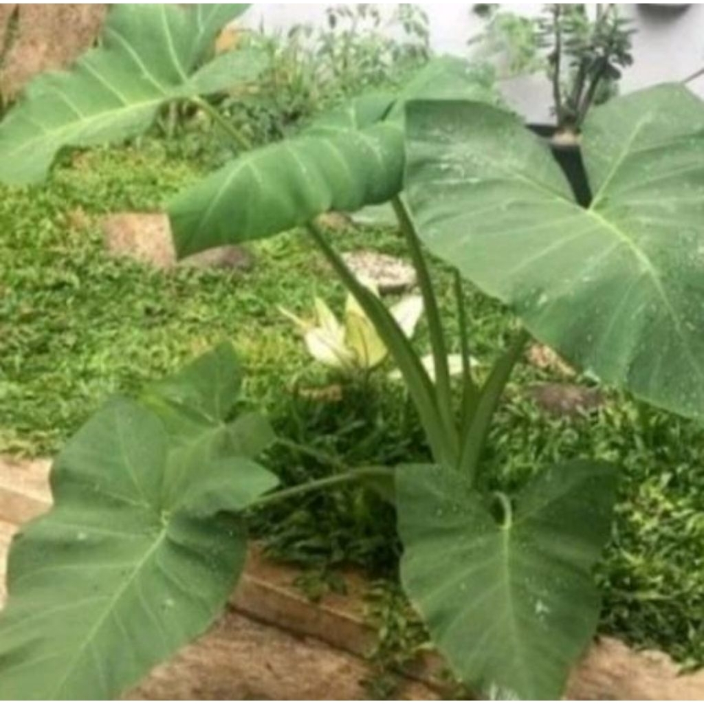 BIBIT TALAS BELITUNG  SUPER TALAS MBOTE FRESH SIAP TANAM