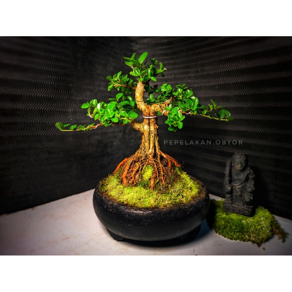 Bonsai The Max Sancang Premna Microphylla ORIGINAL SUDAH BERKARAKTER REALPICT PLUS POT BONSAI UKURAN