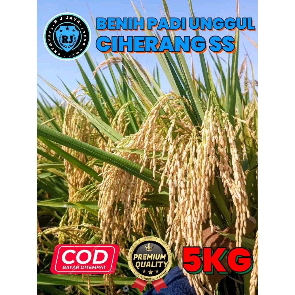 BENIH PADI UNGGUL BERKUALITAS CIHERANG SS KEMASAN 5KG