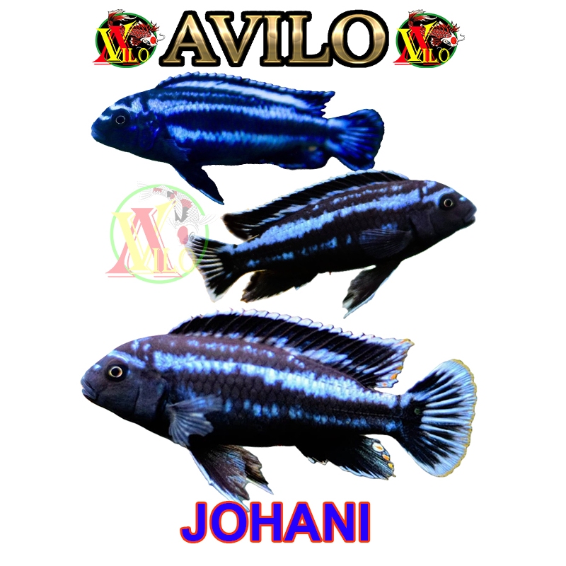 ojek ikan aquascape afrika siklid siklit JOHANI JOHANNI ciclid size kecil 3 - 5 cm