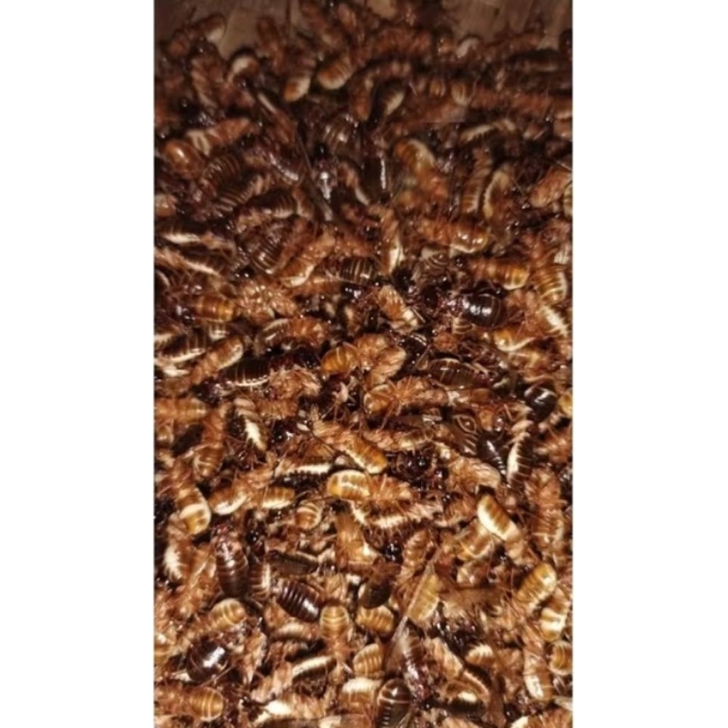 umpan pancing laron silaru tanpa bulu kemasan 1kg