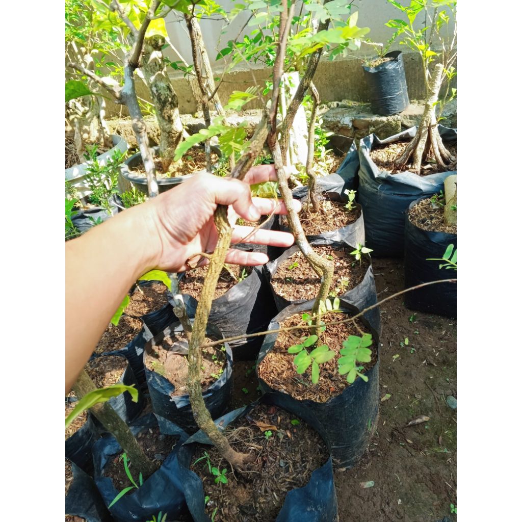 Bahan bonsai - asem jawa - bibit asam jawa - bibit asem jawa - bibit asem jawa bonsai