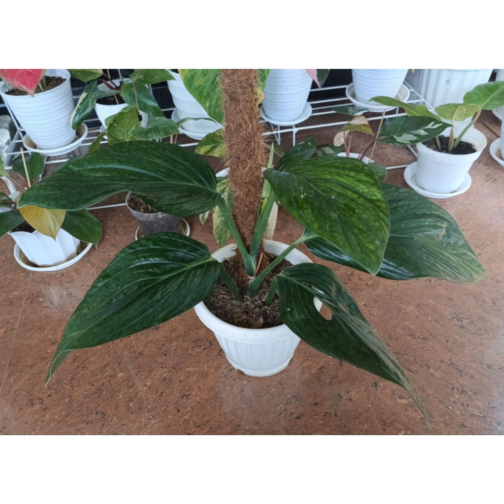 Monstera Pinatipartita