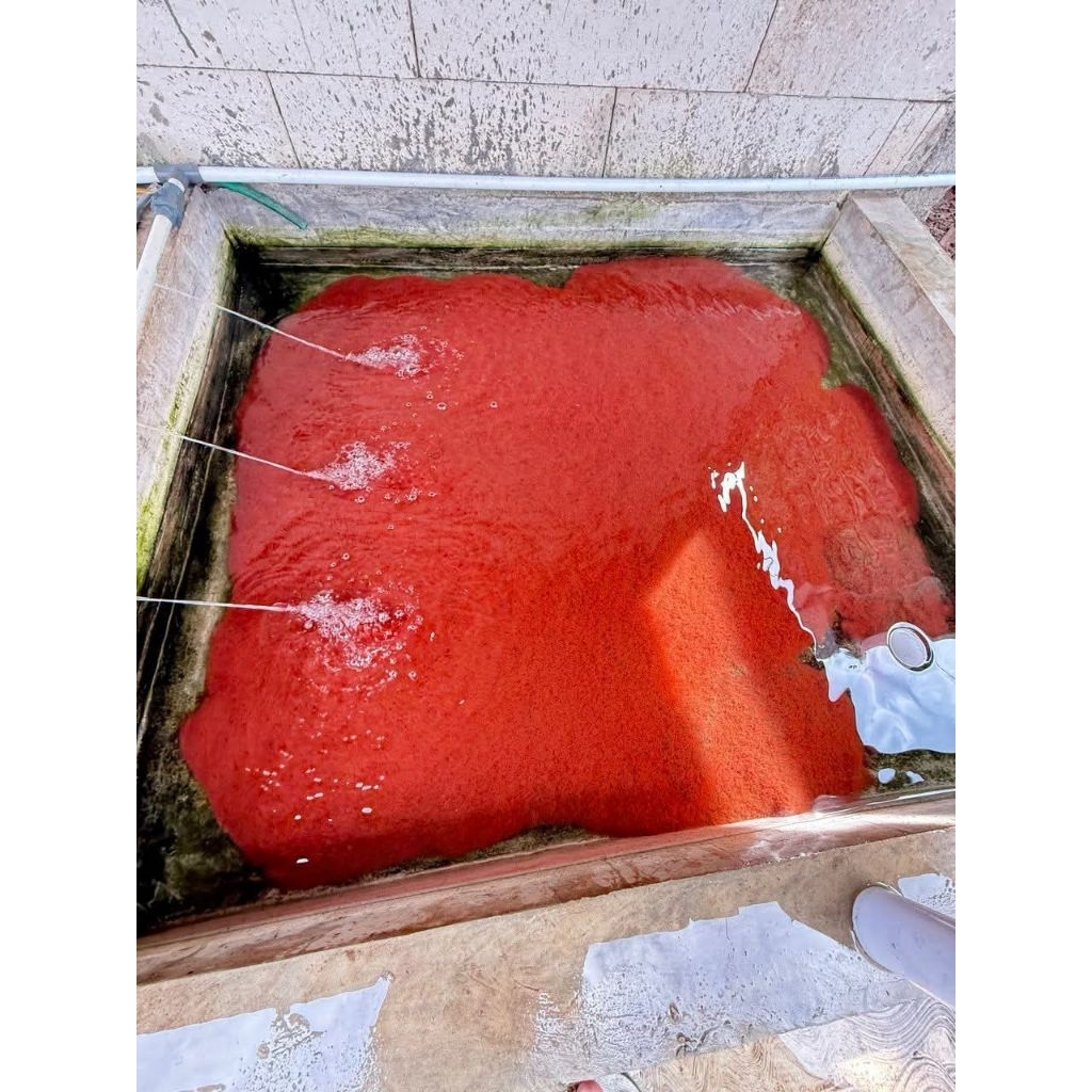 ( 1 Liter ) Cacing Sutra Ternakan Bersih Steril Hama dan Penyakit Pakan Hidup Ikan Hias Casut