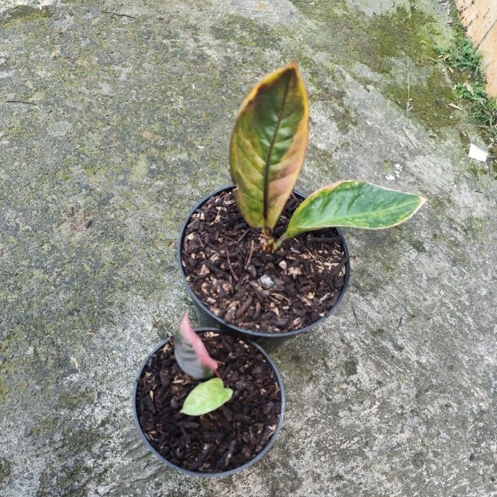 jemani pink & hokery purple