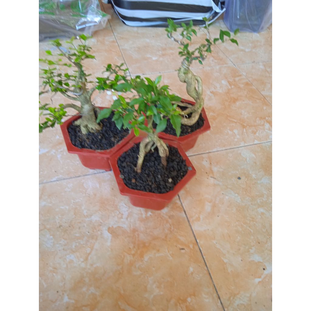 pohon mirten dan 2 sakura