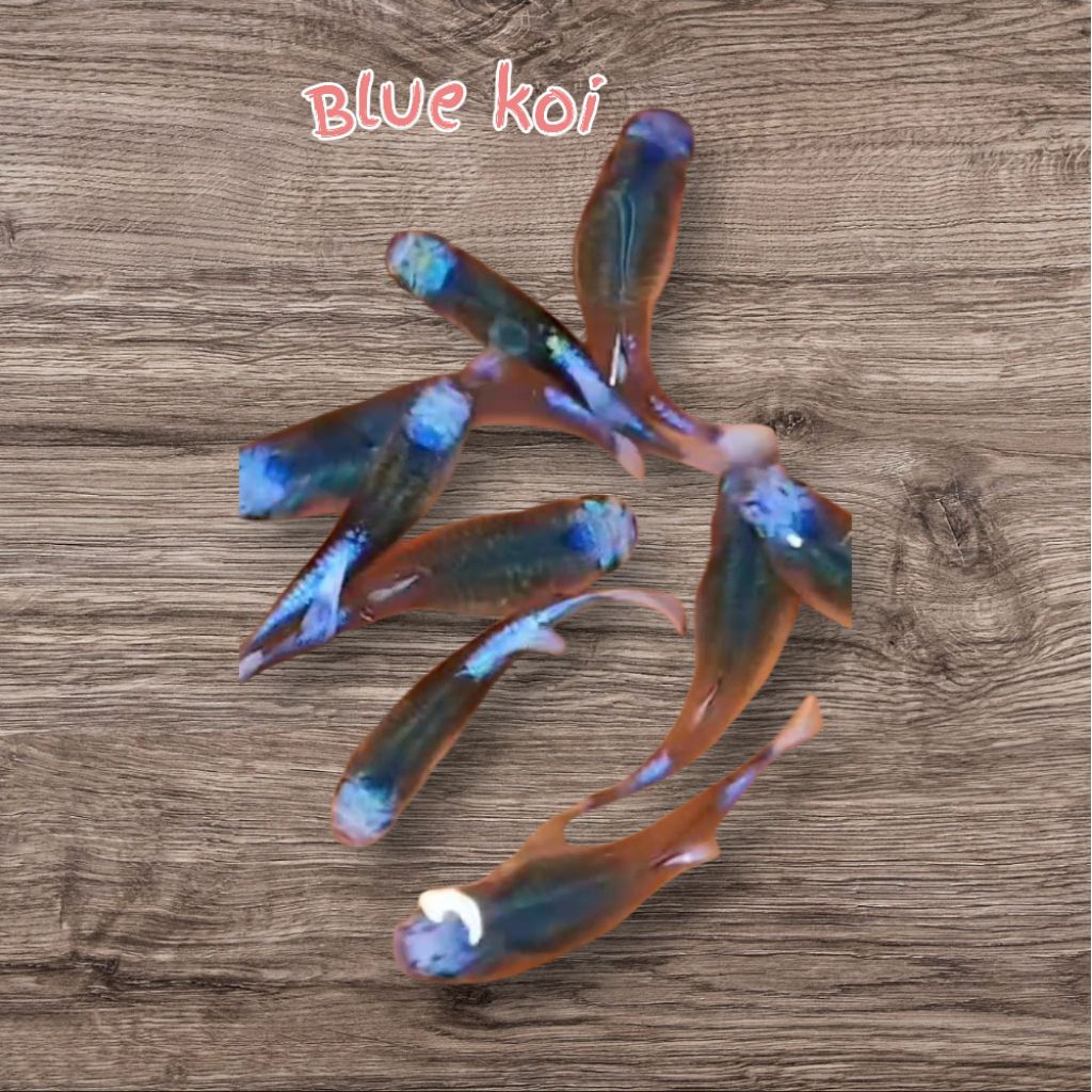 Guppy Blue koi/pasangan