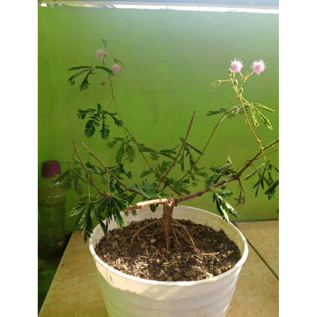 TANAMAN PUTRI MALU BAHAN BONSAI