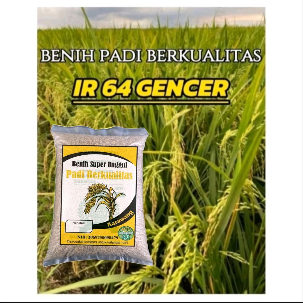 benih padi IR 64 GENCER super berkualitas.5kg