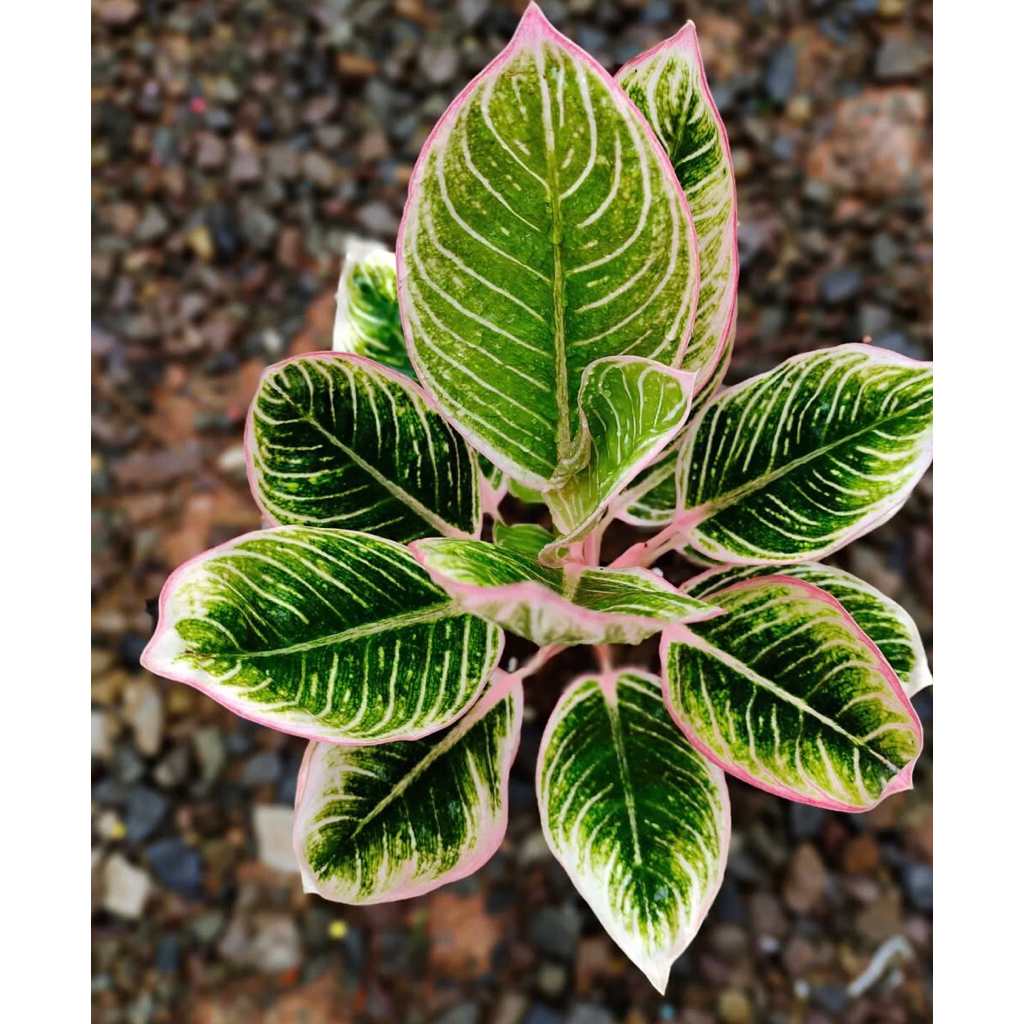 Aglonema Minion Baby - tanamanhias aglonema minion anakan