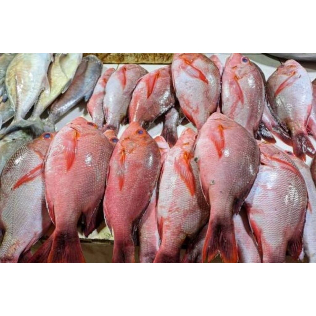 ikan kakap merah 1 ekor 400gr