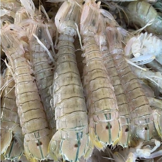 Udang Ronggeng Segar Udang Mantis Udang Cakrek 1Kg Seafood Segar Udang Laut Udang Segar Mantis Shrim