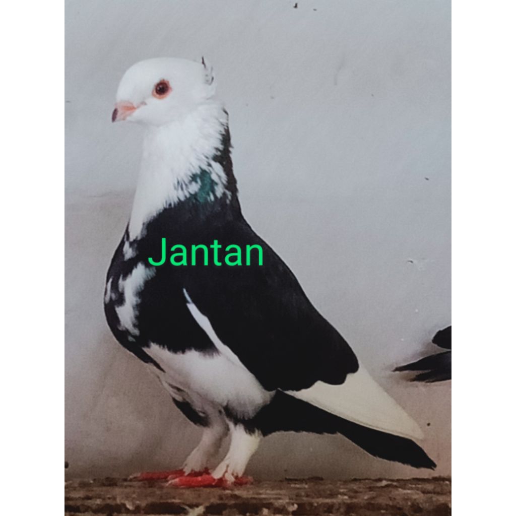 merpati hias , merpati pos , merpati kolong