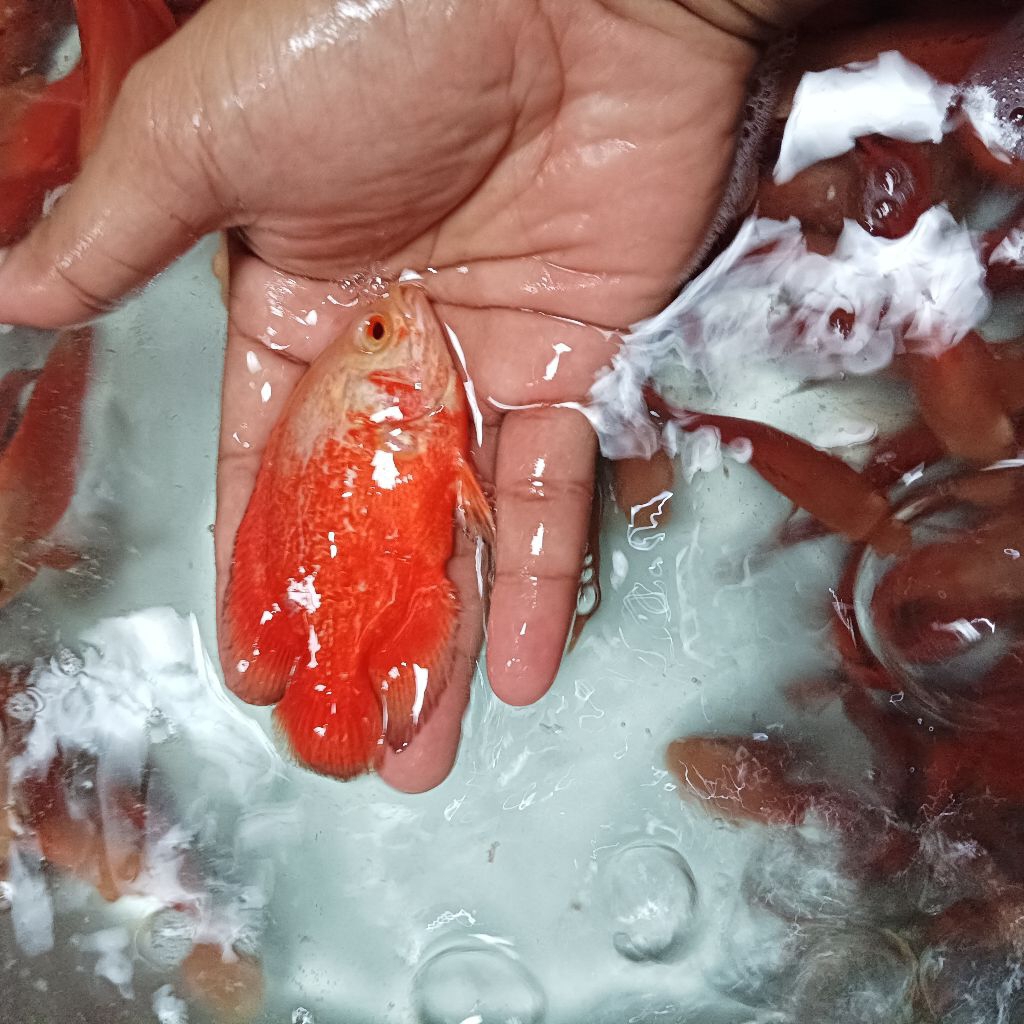 hiasan akuarium, oscar red chili