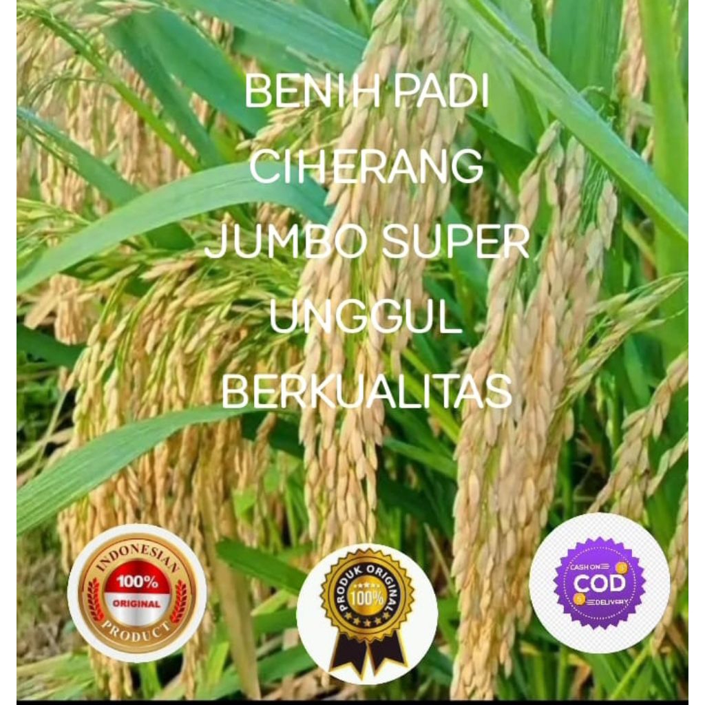 BENIH PADI CIHERANG JUMBO SUPER UNGGUL BERKUALIAS