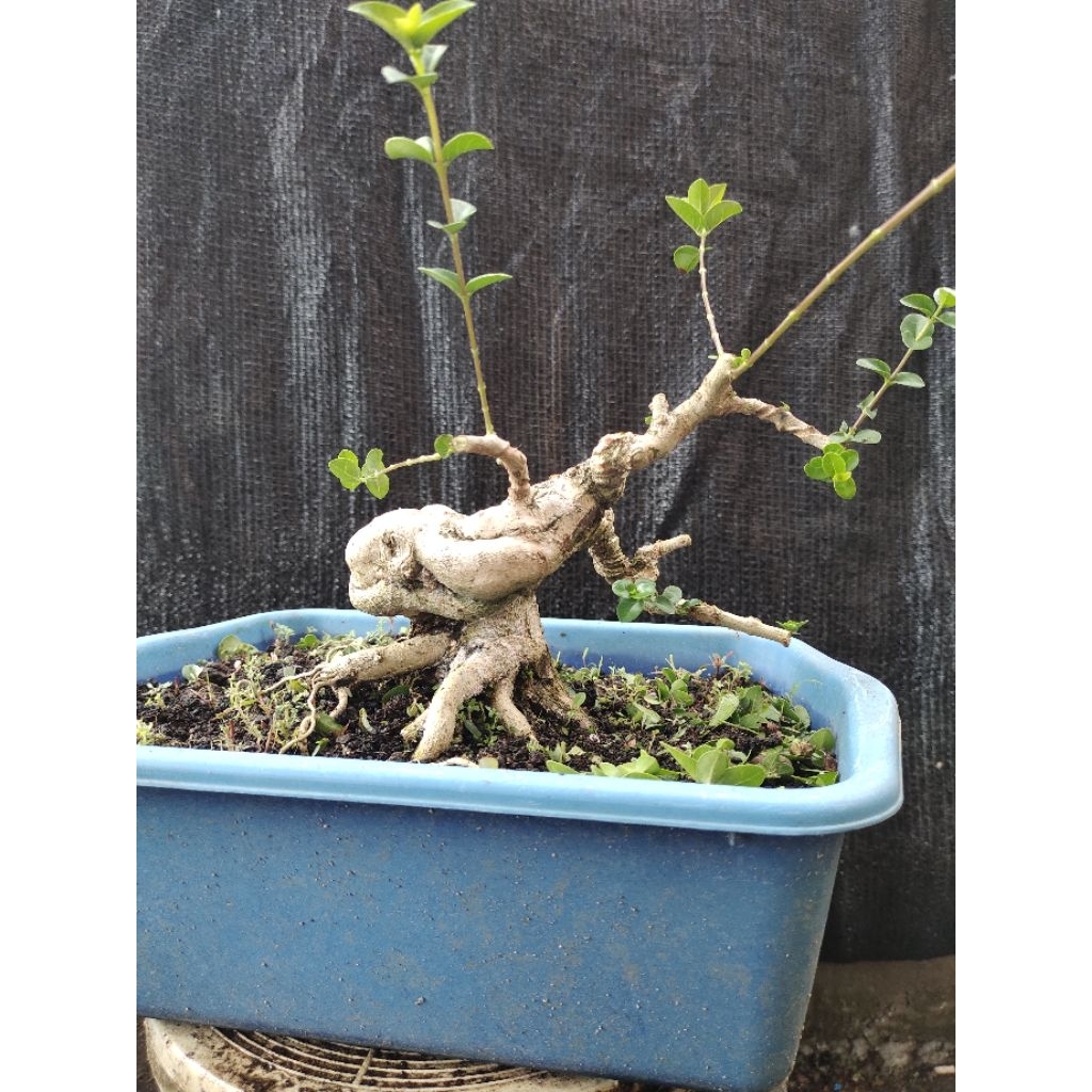 bonsai Sancang prospek