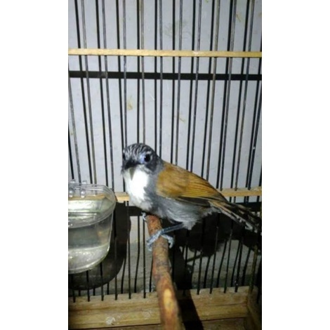 Burung Masteran Suara Tembakan Sniper Masteran Handal