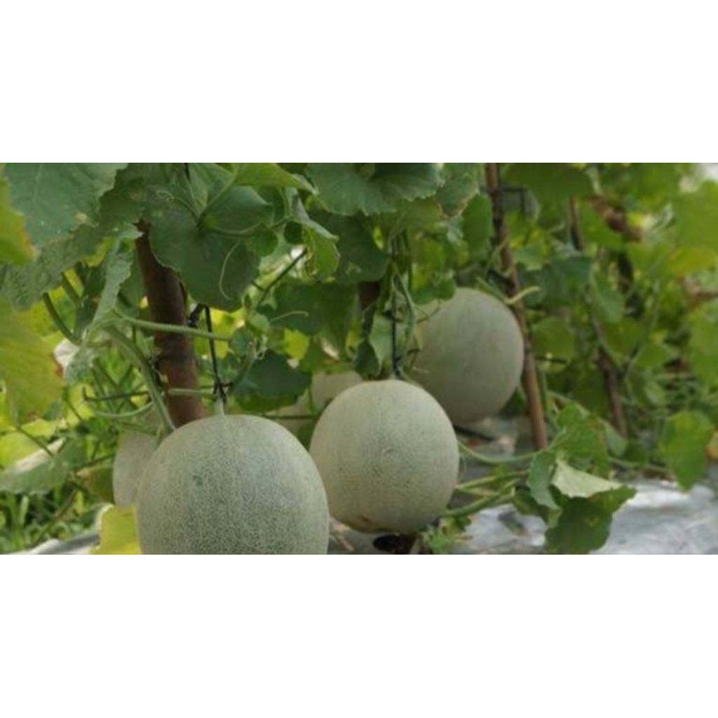 BIBIT MELON BENIH MELON BERKUALITAS TERBAIK