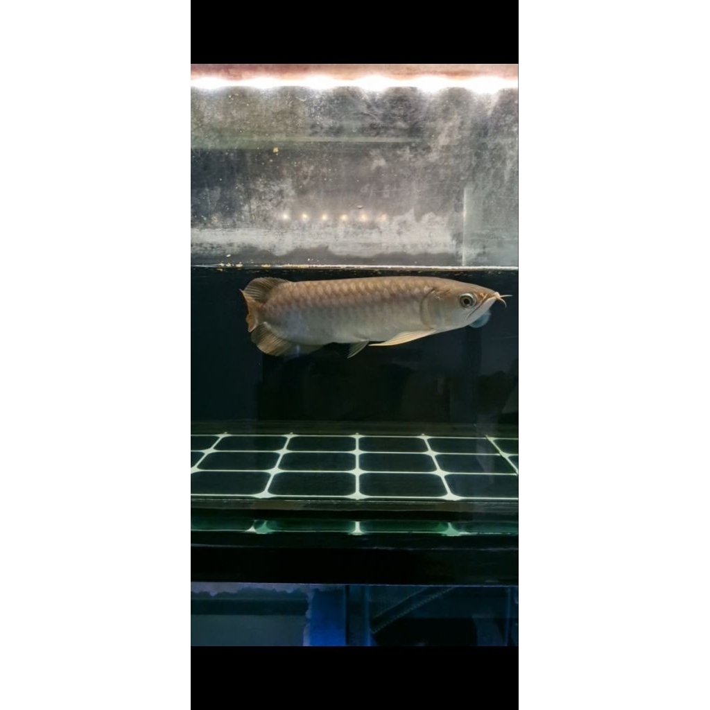 Sticker Hiasan Arowana Red Banjar metalic size 25-27cm