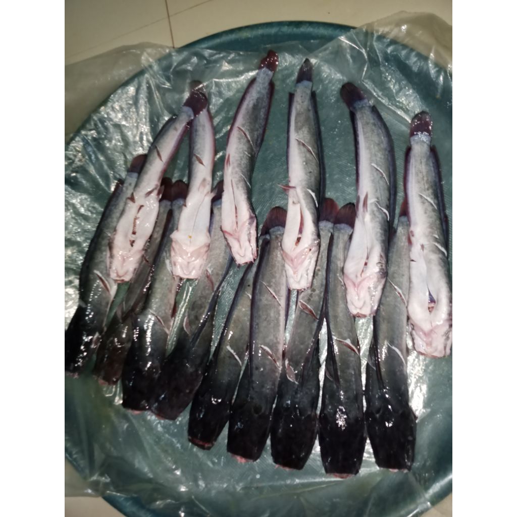 lele segar,lele fresh-/+1kg