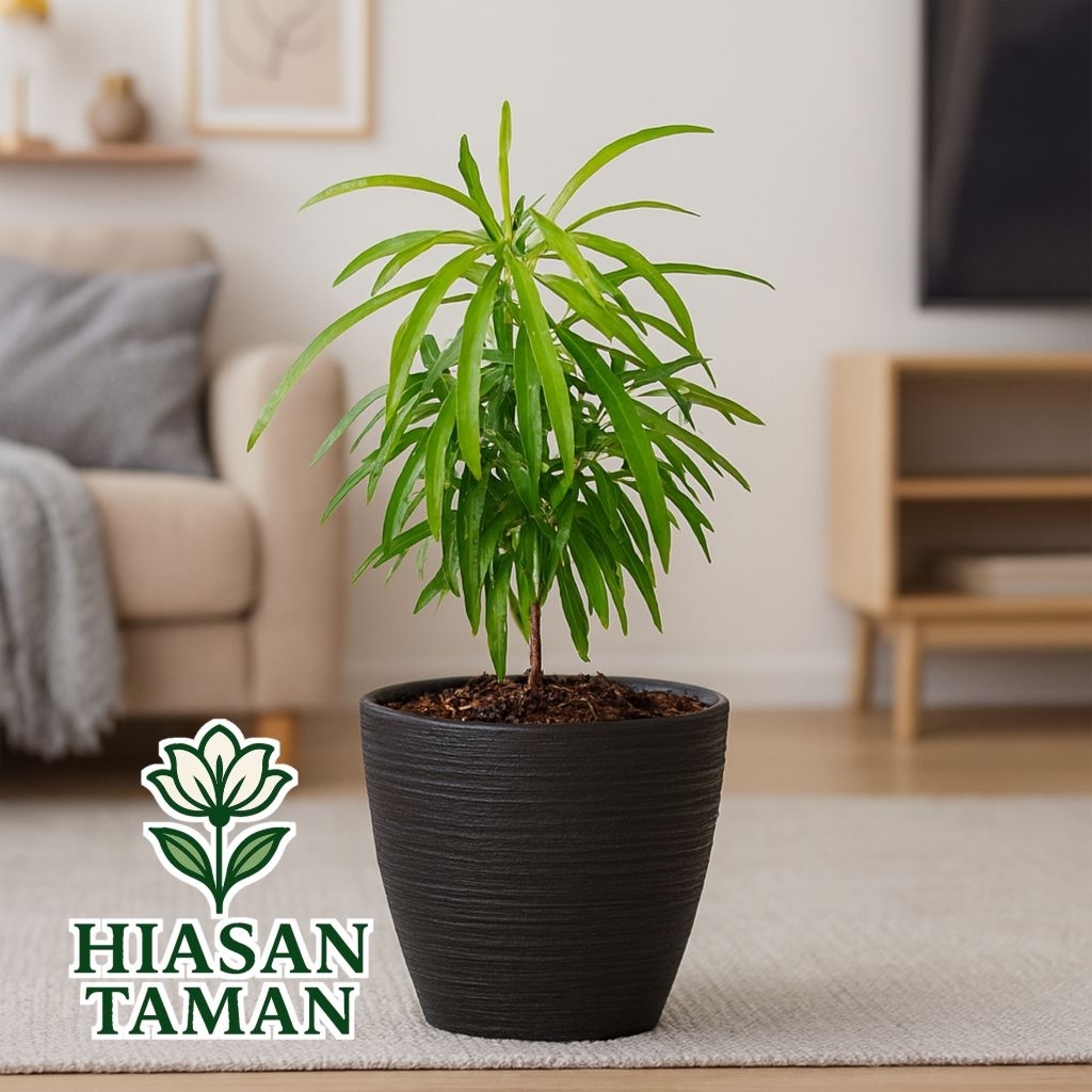 Tanaman indoor pengusir nyamuk zodia - tanaman zodia anti nyamuk - tanaman pengusir nyamuk