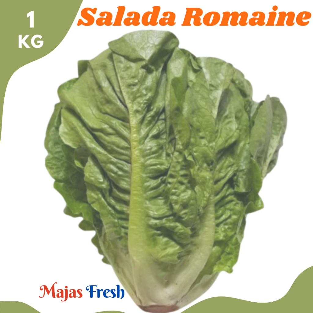 SALADA ROMEN Segar - Sayur Selada Romaine / Selada Cos / Romaine Lettuce Fresh | 1.000gr [ Harga Per