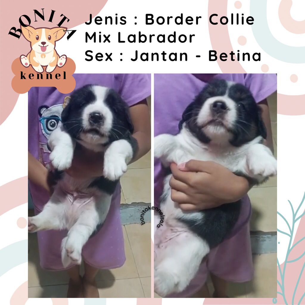 Border Collie Mix Labrador Anjing Border Collie Labrador Jantan Betina