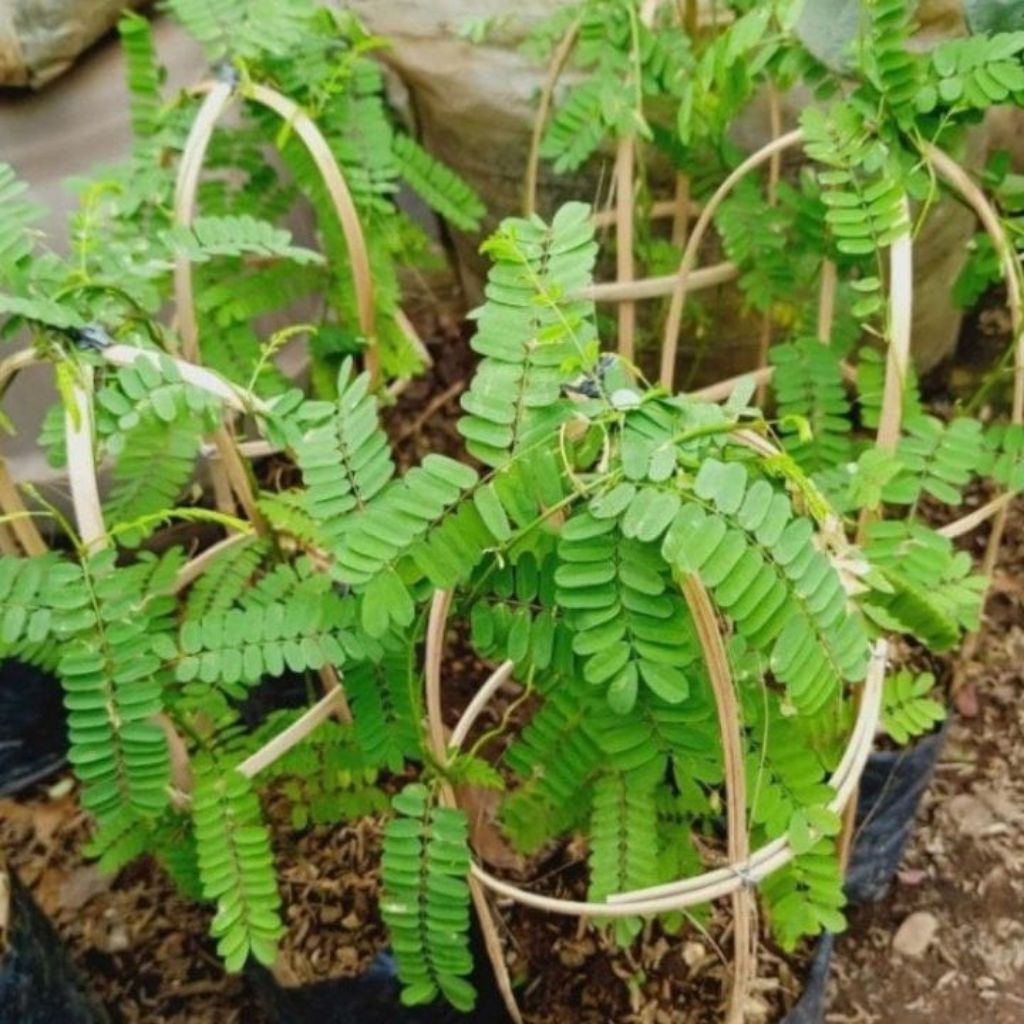 Bibit daun saga