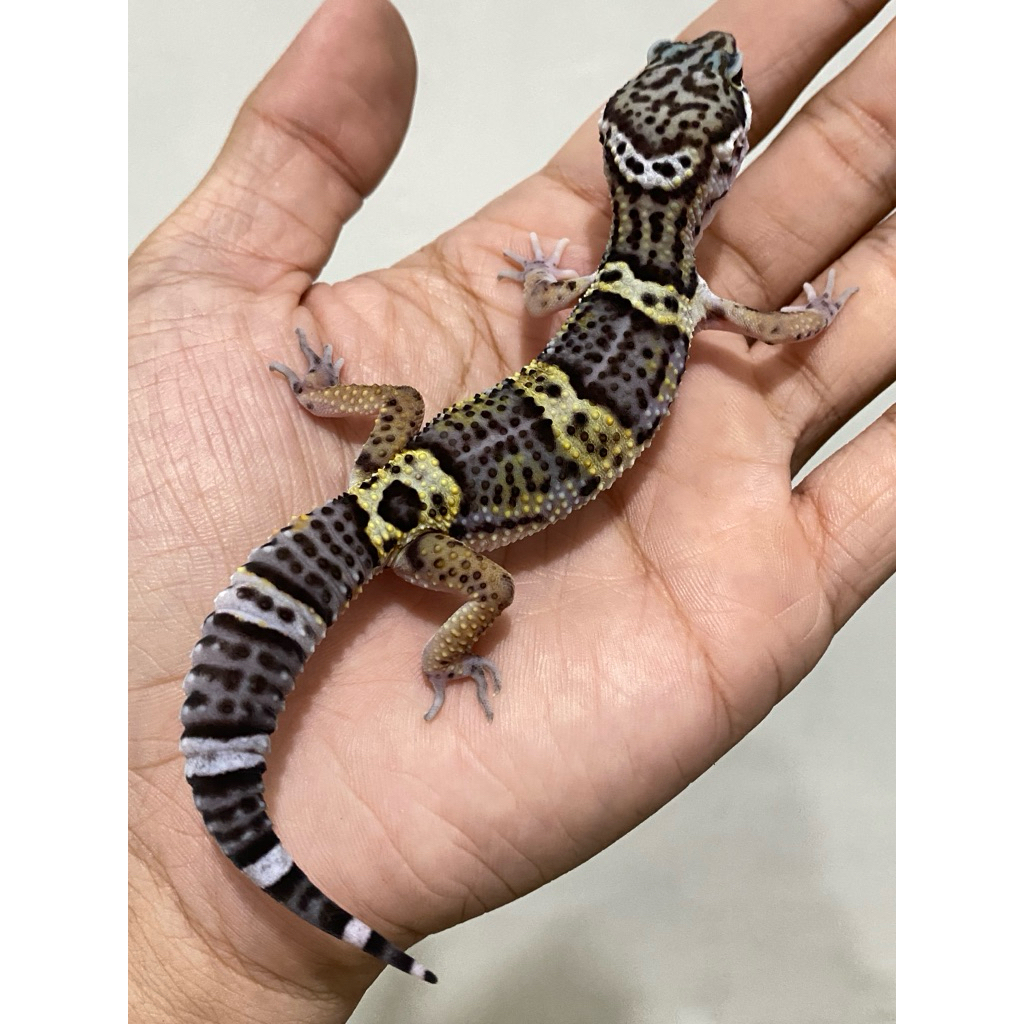 Gecko Black Night BN Jantan Hitam Motif Tebel Super Cakep