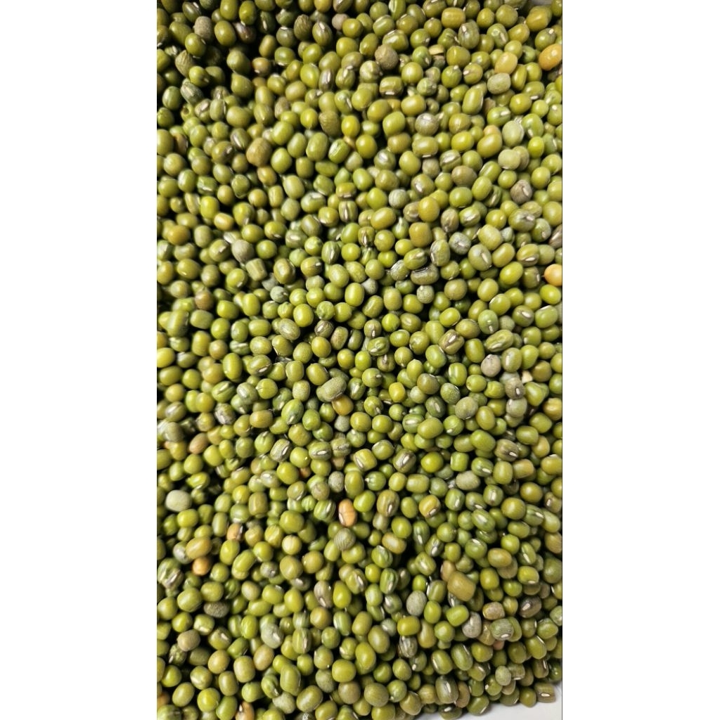 Kacang Hijau Toge Premium Bersih