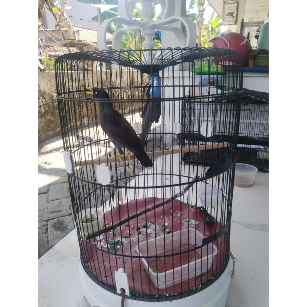 jalak kebo gacor mantap