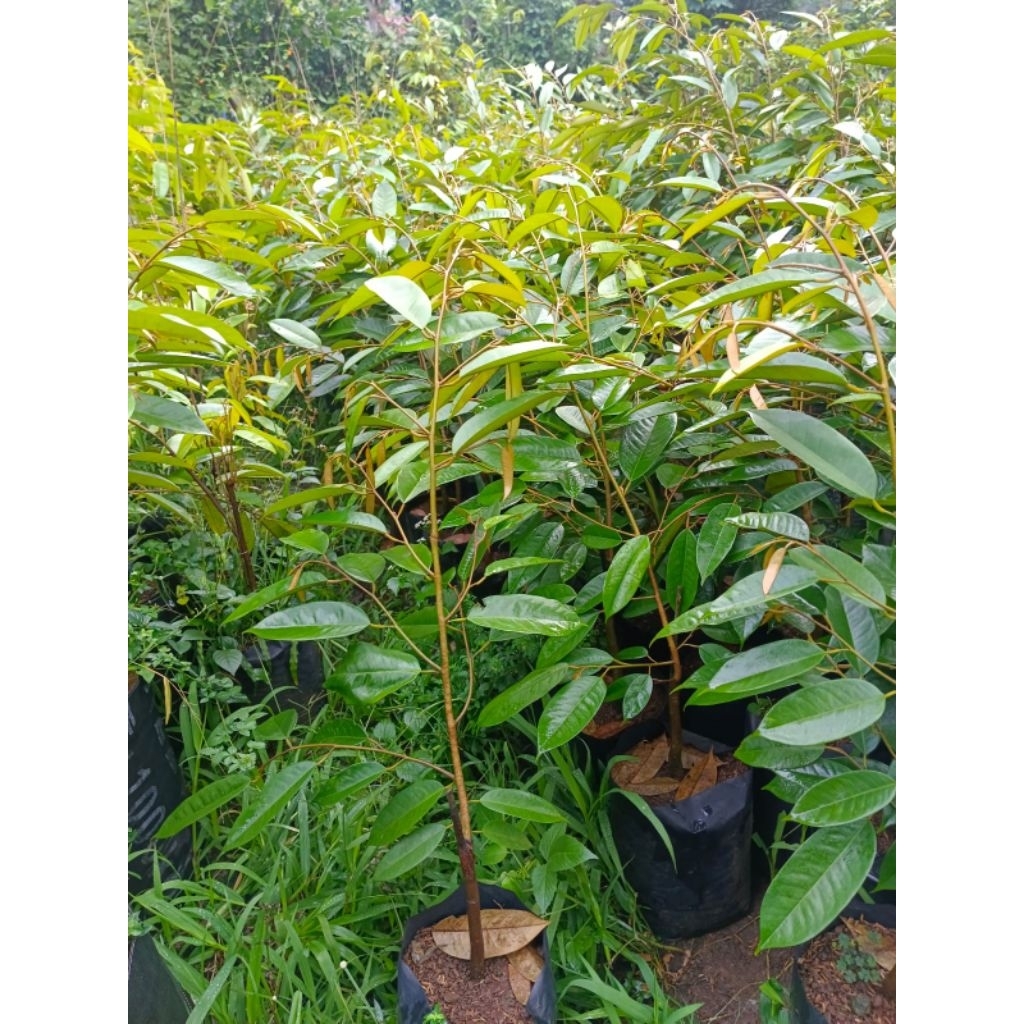 Bibit Durian Duri Hitam