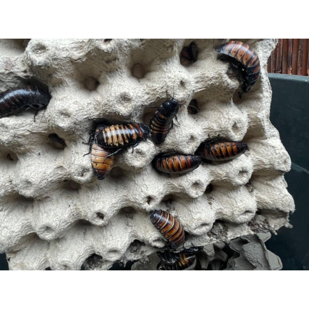 Kecoa Pakan dan Hias Jenis Madagaskar Indukan ukuran 6-8cm