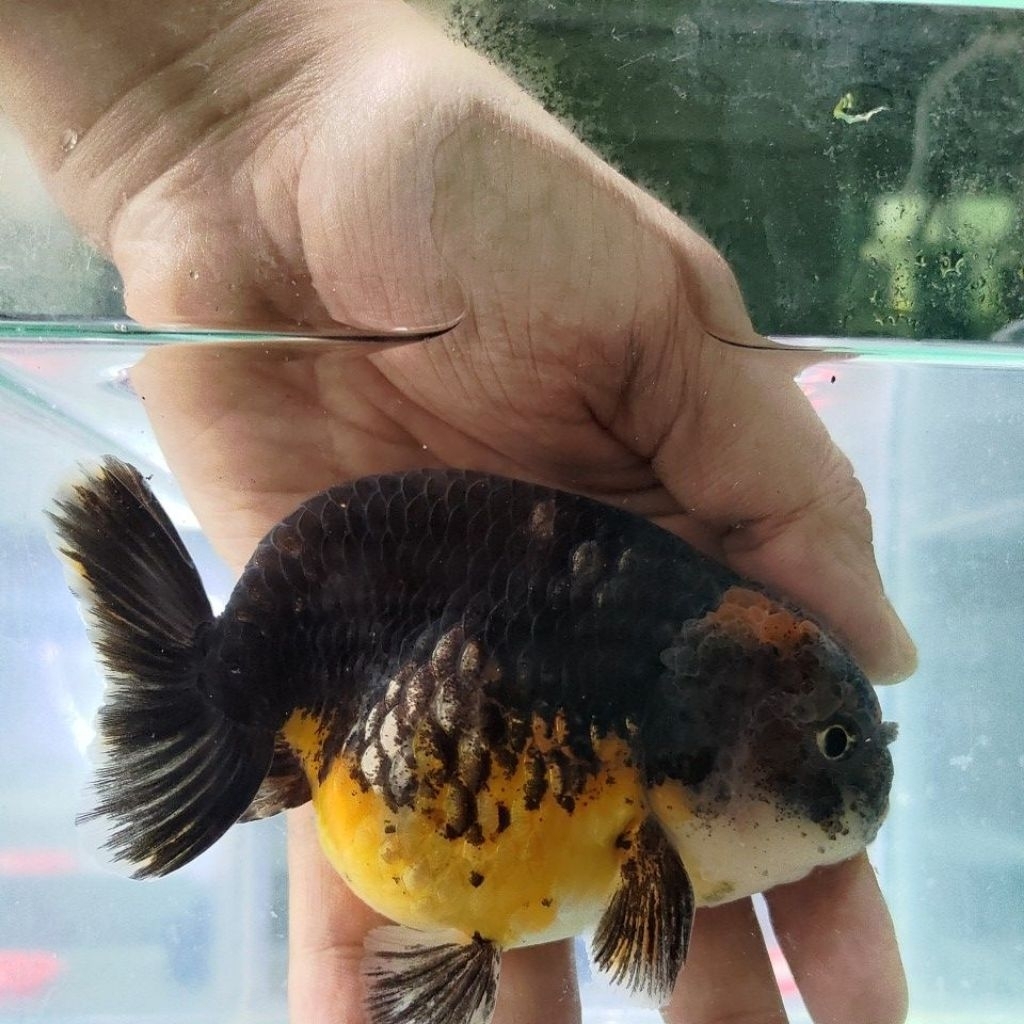 Pelet ikan koki ranchu ikan koki ranchu Black gold bulky