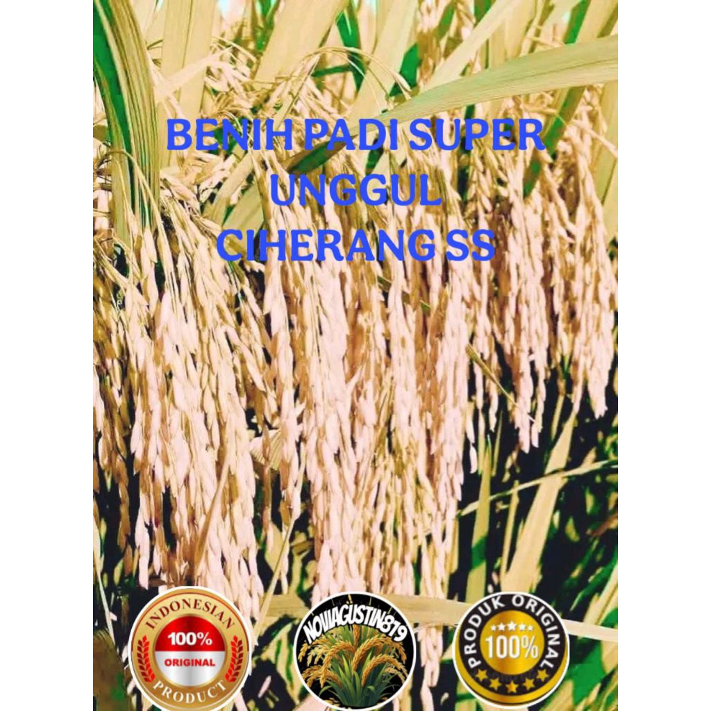 BENIH PADI SUPER UNGGUL CIHERANG SS KEMASAN 5 KG