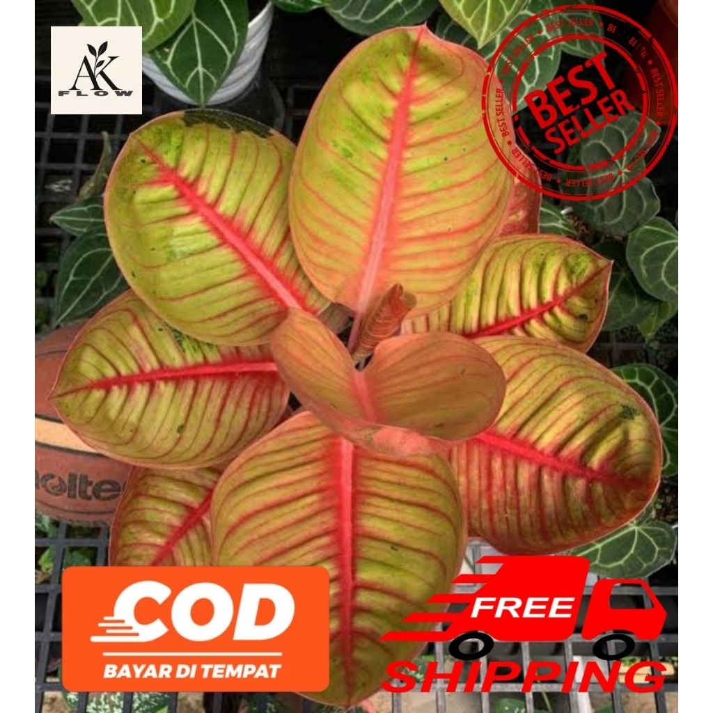 Tanaman hias aglonema goliath merah rimbun remaja