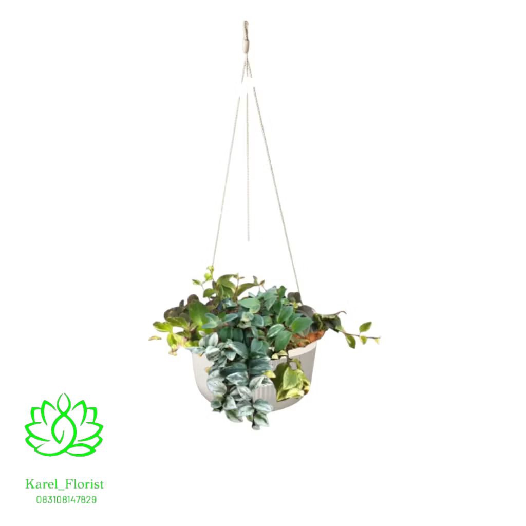 tanaman gantung hoya lipstik varigata bunga merah