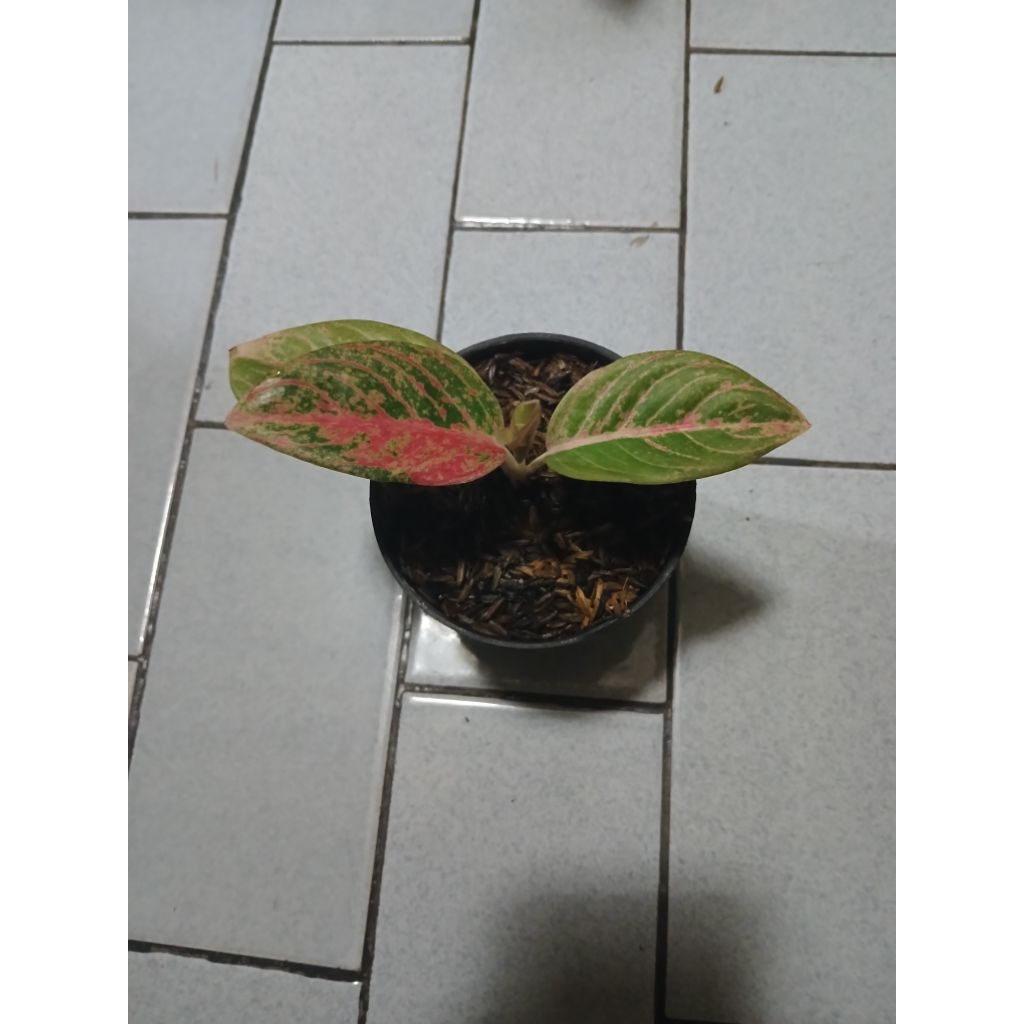 Aglaonema anakan Asri merah