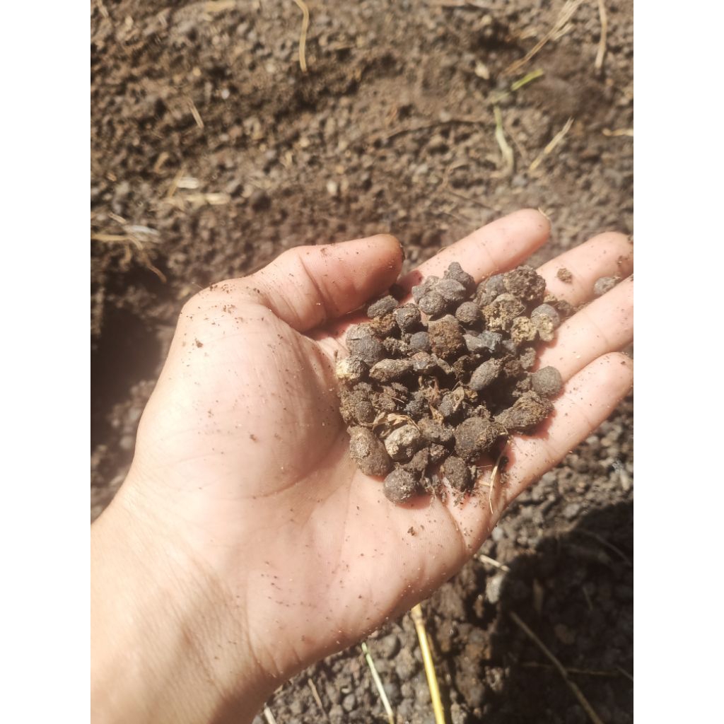 pupuk kandang kohe kambing/tai kambing karung 25kg