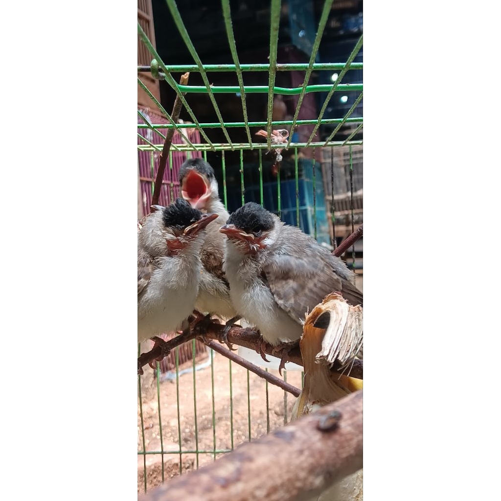 ANAKAN BURUNG KUTILANG DAN TRUCUKAN